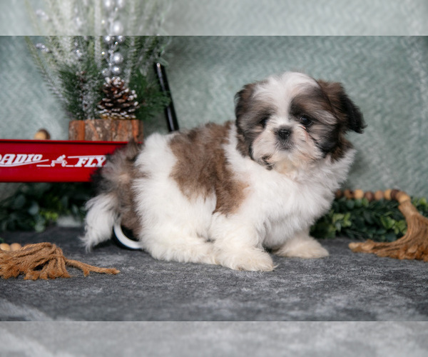 Medium Photo #3 Shih Tzu Puppy For Sale in CLARE, MI, USA