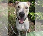 Small #3 American Staffordshire Terrier