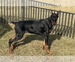 Small #2 Doberman Pinscher