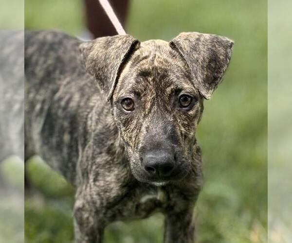 Medium Photo #1 Catahoula Leopard Dog-Unknown Mix Puppy For Sale in Yardley, PA, USA