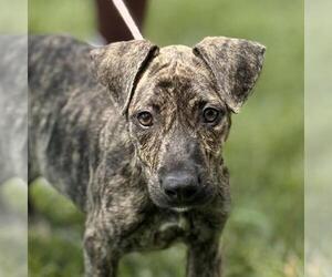Catahoula Leopard Dog-Unknown Mix Dogs for adoption in Yardley, PA, USA