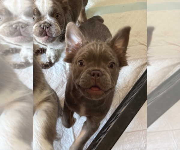 Medium Photo #1 French Bulldog Puppy For Sale in SAN ANTONIO, TX, USA