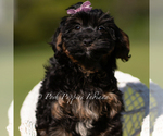 Small #5 Yorkipoo