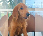 Small #1 Labradoodle