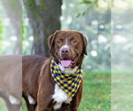 Small #1 Chocolate Labrador retriever-Retriever  Mix