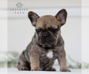 French Bulldog Puppy for sale in GAP, PA, USA