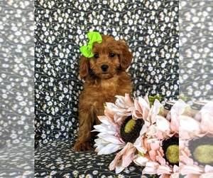 Cavapoo Puppy for sale in CHRISTIANA, PA, USA