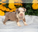 Puppy Winona Olde English Bulldogge