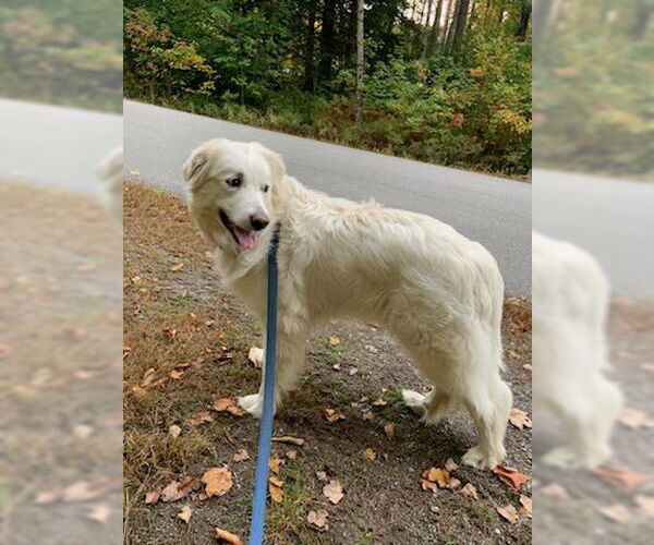 Medium Photo #4 Great Pyrenees-Unknown Mix Puppy For Sale in Croydon, NH, USA