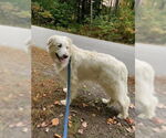 Small #3 Great Pyrenees Mix
