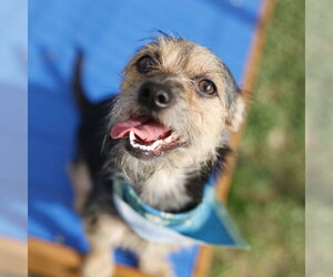Mutt Dogs for adoption in San Antonio, TX, USA
