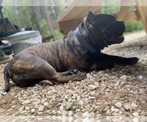 Father of the American Bully puppies born on 09/06/2021