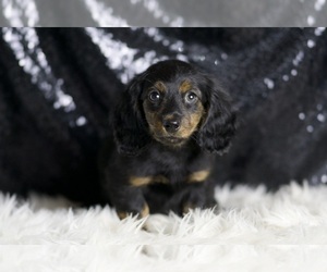 Medium Dachshund