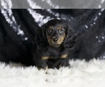 Puppy Beauty AKC Dachshund