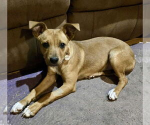 Mutt Dogs for adoption in Candler, NC, USA
