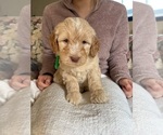 Small Photo #2 Goldendoodle (Miniature) Puppy For Sale in ALBION, NJ, USA