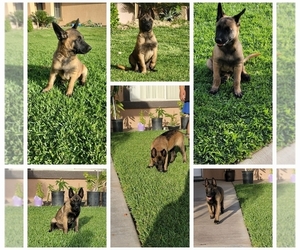 Belgian Malinois Puppy for sale in BLOOMINGTON, CA, USA
