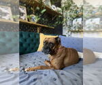 Small #9 Boxer