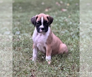Boxer Puppy for sale in FILLMORE, IL, USA