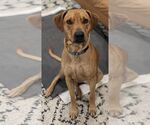 Small #7 Labrador Retriever Mix