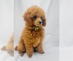 Small Photo #7 Poodle (Miniature) Puppy For Sale in KEIZER, OR, USA