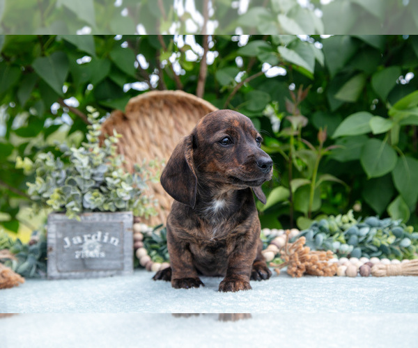 Medium Photo #3 Dachshund Puppy For Sale in ELIZABETHTOWN, PA, USA