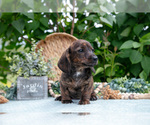 Small Photo #14 Dachshund Puppy For Sale in ELIZABETHTOWN, PA, USA