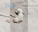 Small Photo #7 Miniature Australian Shepherd Puppy For Sale in ADAIRSVILLE, GA, USA