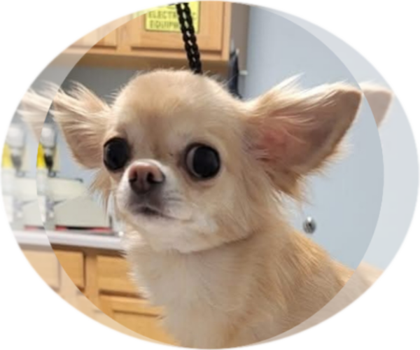 Medium Photo #1 Chihuahua Puppy For Sale in CRAFTON, PA, USA