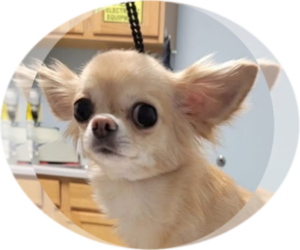Chihuahua Puppy for sale in CRAFTON, PA, USA