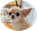 Small Chihuahua