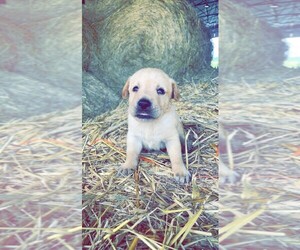 Labrador Retriever Puppy for Sale in GRIMESLAND, North Carolina USA