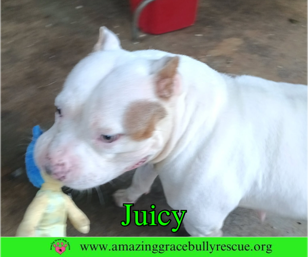 Medium Photo #7 Bulldog Puppy For Sale in Milton, FL, USA