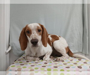 Elroy *Available Soon* - Male Beagle Dog for Adoption - Photo #8