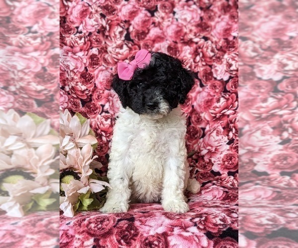 Medium Photo #2 Poodle (Miniature)-Sheepadoodle Mix Puppy For Sale in GLEN ROCK, PA, USA