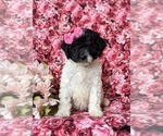 Small Photo #2 Poodle (Miniature)-Sheepadoodle Mix Puppy For Sale in GLEN ROCK, PA, USA