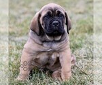 Small #1 Cane Corso