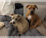 Small #6 Mastiff Mix