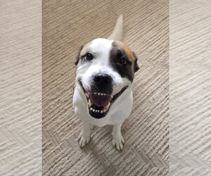 Andie Elise - Female Mutt Dog for Adoption - Photo #3