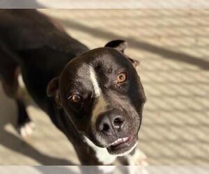 Mutt Dogs for adoption in Tulsa, OK, USA