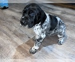 Small Photo #1 German Shorthaired Pointer Puppy For Sale in LEBANON, TN, USA
