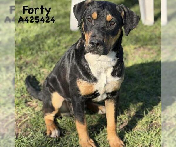 Medium Photo #1 Labrador Retriever-Unknown Mix Puppy For Sale in Conroe, TX, USA