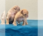 Small Photo #18 English Bulldog Puppy For Sale in SEATTLE, WA, USA