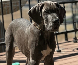 Great Dane Dog for Adoption in TEHACHAPI, California USA