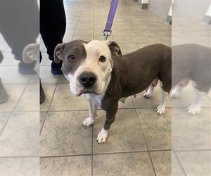 American Staffordshire Terrier-Unknown Mix Dogs for adoption in San Antonio, TX, USA