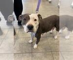 Small American Staffordshire Terrier Mix