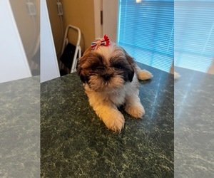 Shih Tzu Puppy for sale in ABILENE, TX, USA