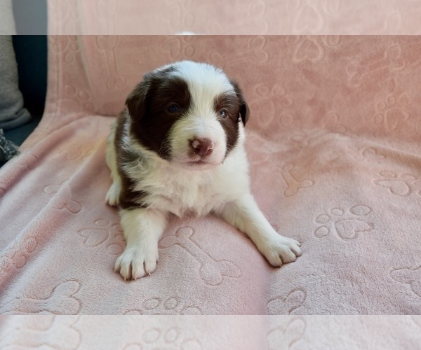 Medium Photo #5 Border Collie Puppy For Sale in MARYVILLE, TN, USA