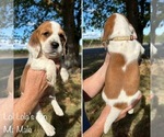Puppy Lolas Tan Beagle