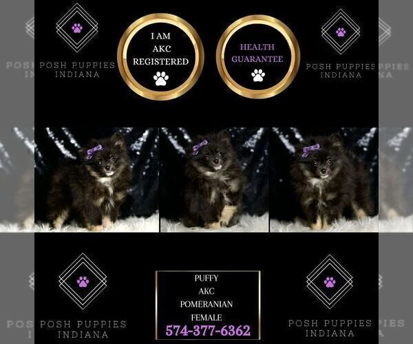 Medium Photo #36 Pomeranian Puppy For Sale in WARSAW, IN, USA